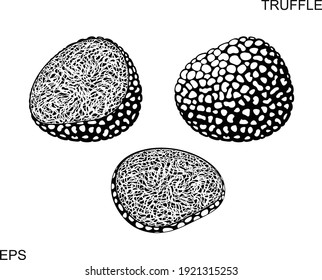 Truffle Logo. Isolated Truffle On White Background