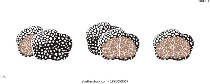 Truffle Logo. Isolated Truffle On White Background