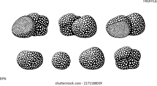 Truffle Logo. Isolated Truffle On White Background