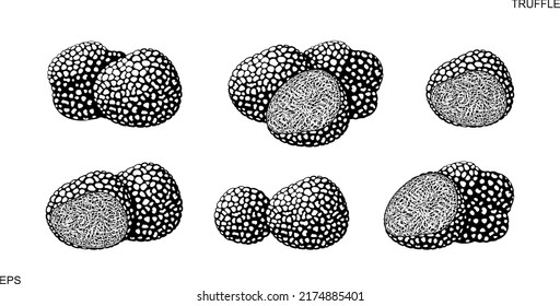 Truffle logo. Isolated truffle on white background