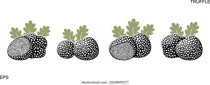 Truffle logo. Isolated truffle on white background