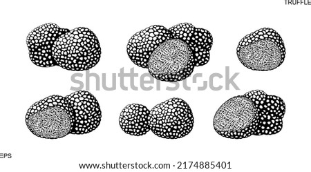 Truffle logo. Isolated truffle on white background
