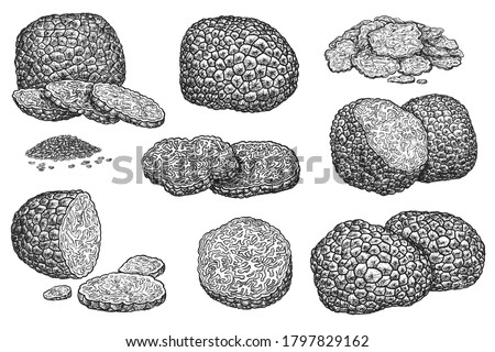 Truffle mushroom. Expensive delicatessen mushroom whole, sliced, half and seed grain illustration. Hand drawn truffle sketch vector set isolated on white background. Autumn forest food harvest Foto d'archivio © 