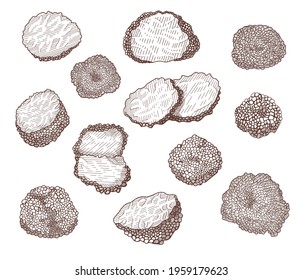 Truffle mushroom hand drawn illustrations set. Whole and sliced delicious luxury delicatessen engraved vector collection