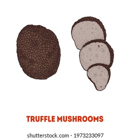 Truffle mushroom hand drawn. Mushroom vector illustration. Organic healthy food. Great for packaging design