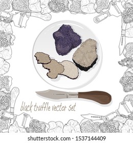 Truffle mushroom illustration on white. Vector image set.