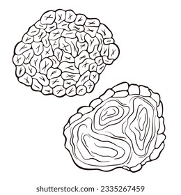 Trüffelpilz im Art-Style. Skizze-Pilzzeichnung. Vektorgrafik einzeln auf weißem Hintergrund. Symbole für Menü, Etikett, Produktverpackung, Rezeptur.