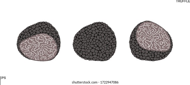 Truffle set. Isolated truffle on white background