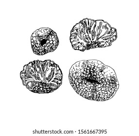 Truffle set in line art style.