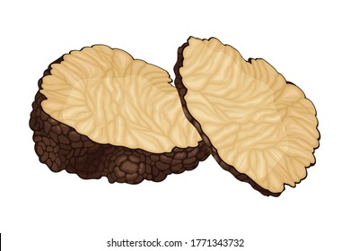 Truffle and Thin Slices as Subterranean Ascomycete Fungus Vector Illustration