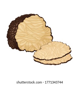 Truffle and Thin Slices as Subterranean Ascomycete Fungus Vector Illustration