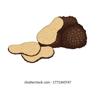 Truffle and Thin Slices as Subterranean Ascomycete Fungus Vector Illustration