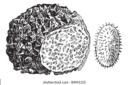 Truffle or Tuber sp., vintage engraved illustration. Trousset encyclopedia (1886 - 1891).