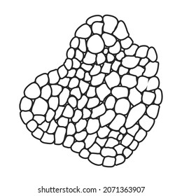 Truffle vector icon.Outline vector icon isolated on white background truffle.