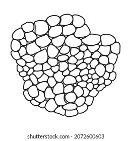 Truffle vector icon.Outline vector icon isolated on white background truffle.