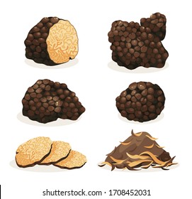 Truffle vector illustration. Black truffle mushroom vector cartoon set isolated on white background. Delicatessen French products.