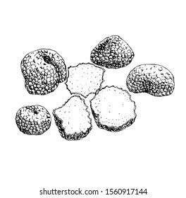 Truffle vector set mushrooms in line art style.