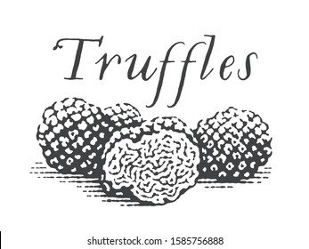 Truffles. Hand drawn engraving style illustrations. 