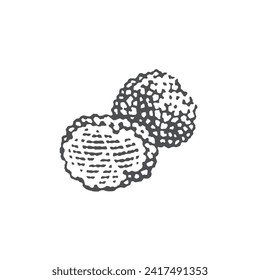 Truffles. Hand drawn engraving style illustrations. 