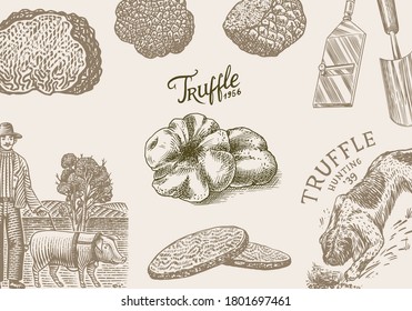 Truffles mushrooms background. Hog and Lagotto Romagnolo dog. Engraved poster or banner. Hand drawn vintage sketch. Ingredients for cooking food. Woodcut style. 