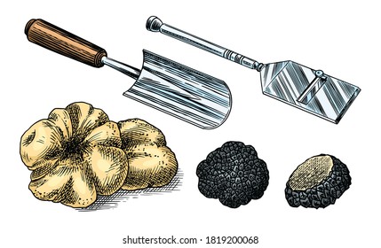 Truffles mushrooms. Engraved hand drawn vintage sketch. Instruments and Ingredients for cooking food. Woodcut style. Vector illustration.