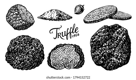 Truffles mushrooms set. Engraved hand drawn vintage sketch. Ingredients for cooking food. Woodcut style. Vector illustration.