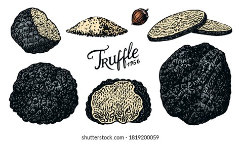 Truffles mushrooms set. Engraved hand drawn vintage sketch. Ingredients for cooking food. Woodcut style. Vector illustration.