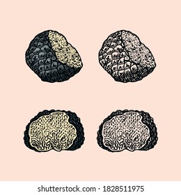 Truffles mushrooms set. Engraved hand drawn vintage sketch. Ingredients for cooking food. Woodcut style. Vector illustration.