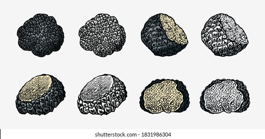 Truffles mushrooms set. Engraved hand drawn vintage sketch. Ingredients for cooking food. Woodcut style. Vector illustration.