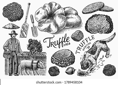 Truffles mushrooms set. Hog and Lagotto Romagnolo dog. Engraved hand drawn vintage sketch. Ingredients for cooking food. Woodcut style. Vector illustration.