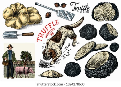 Truffles mushrooms set. Hog and Lagotto Romagnolo dog. Engraved hand drawn vintage sketch. Ingredients for cooking food. Woodcut style. Vector illustration.