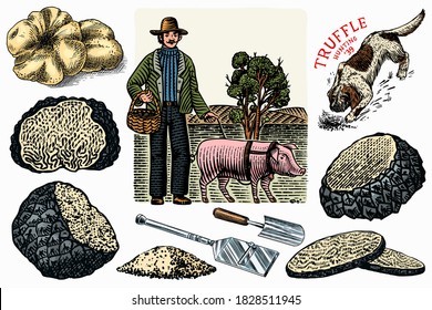 Truffles mushrooms set. Hog and Lagotto Romagnolo dog. Engraved hand drawn vintage sketch. Ingredients for cooking food. Woodcut style. Vector illustration.