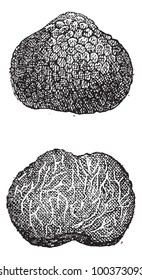 Truffles, vintage engraved illustration. Dictionary of Words and Things - Larive and Fleury - 1895