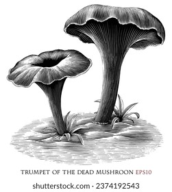 Trumpet of the dead botanical vintage illustration black and white clip art