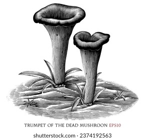 Trumpet of the dead botanical vintage illustration black and white clip art