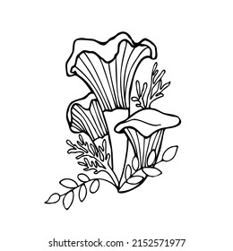 Сhanterelle or trumpet mushrooms. Forest edible fungi.Contoured vector illustration isolated on white background