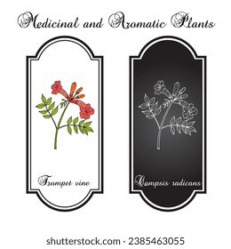 Trumpet vine (Campsis radicans), medicinal plant. Hand drawn botanical vector illustration