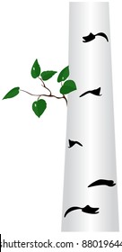 Trunk of birch with branch and green foliage on white background