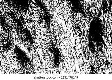 The trunk of an old olive tree. Natural design element. Vector illustration.