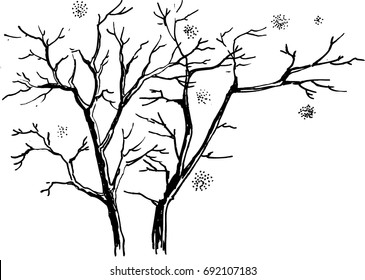 Trunks of bare trees. Graphic drawing.