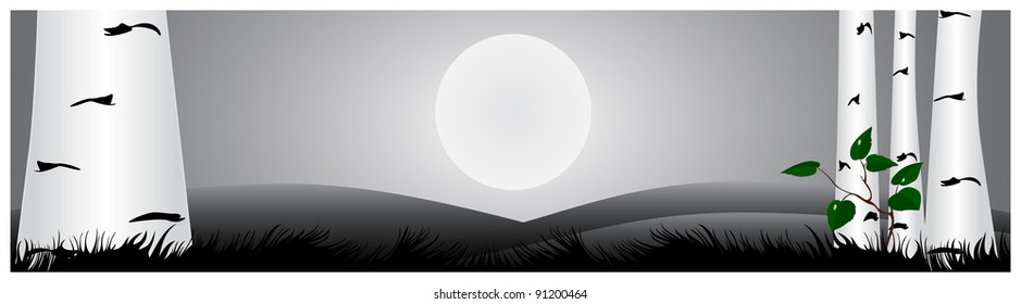 The trunks of birch trees with branch located in meadow night under full moon