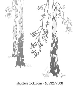 Trunks of birches illustration