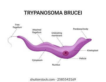 Trypanosoma Brucei Cell Structure and Anatomy