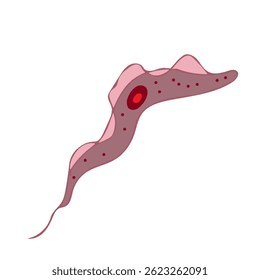 trypanosoma isolated on white background science illustration