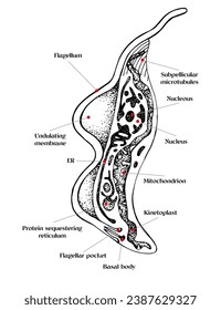 Trypanosoma vector hand drawn diagram