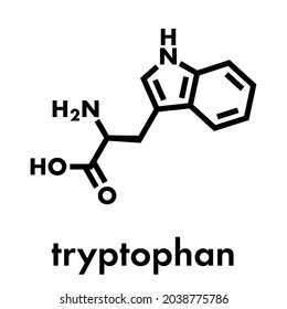 Tryptophan (l-tryptophan, Trp, W) amino acid molecule. Skeletal formula.