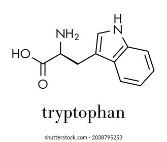 Tryptophan (l-tryptophan, Trp, W) amino acid molecule. Skeletal formula.