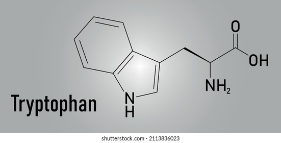 Tryptophan or l-tryptophan, Trp, W  amino acid molecule. Skeletal formula.