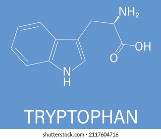 Tryptophan or l-tryptophan, Trp, W  amino acid molecule. Skeletal formula.