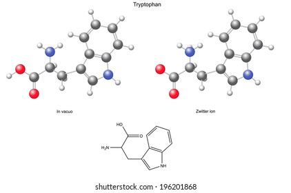 Tryptophan (Trp) - chemical structural formula and models, amino acid, in vacuo, zwitterion, 2D and 3D illustration, balls and sticks, isolated on white background, vector, eps8